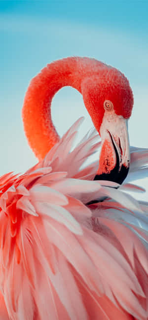 Fotografi Flamingo Iphone — Oppo Find X9 Pro Bakgrunner