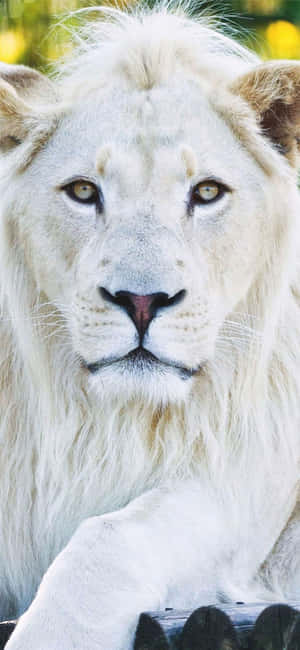 Animals Iphone — Samsung Galaxy S20 Bakgrunner