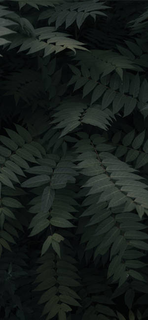 Planter Iphone — Galaxy A Bakgrunner