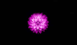 Fortryllende lotusblomst i blomstring — Lotusblomst Bakgrunner