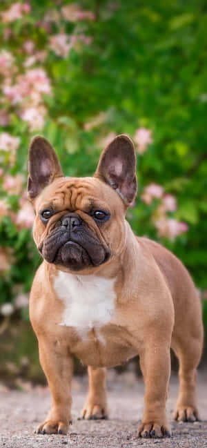 Fransk bulldog i parken — Huawei nova 15 Bakgrunner