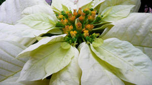 Freedom White Poinsettia bakgrunnsbilde — iMac Bakgrunner