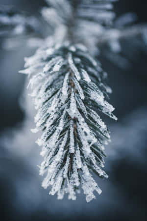 Frosne bilder — Kald Bakgrunner