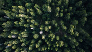 Fugleperspektiv av skog bakgrunnsbilde — Skogutsikt Bakgrunner
