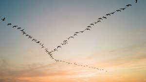 En flokk fugler i V-formasjon mot en solnedgangshimmel. — Himmelutsikt Bakgrunner