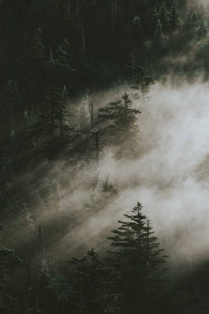 Furtrær i Smoky Mountains — Xiaomi Pad 7S Pro 12.5 Bakgrunner