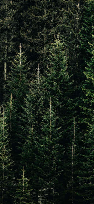 Furutre Bakgrunn — OnePlus Turbo 6X Bakgrunner