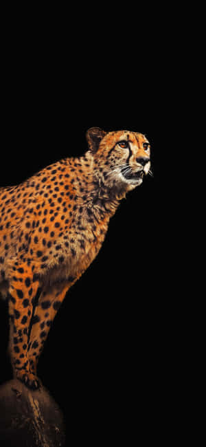 Gepard Iphone — Huawei nova 15 Bakgrunner