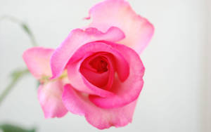 Roseblomster-bakgrunnsbilder — Roseblomst Bakgrunner