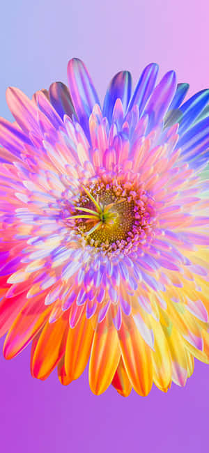 Regnbueblomst iPhone — iPhone 11 Pro Max Bakgrunner