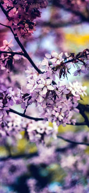 Regnbueblomst iPhone — iPhone 12 Bakgrunner