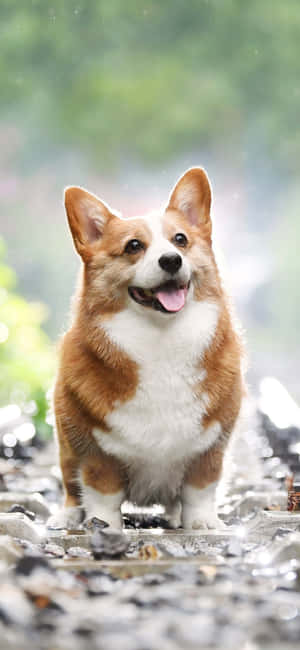 Corgi-bakgrunn — Realme Neo7x Bakgrunner