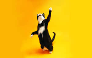 Glad dansende katt på gul bakgrunn.jpg