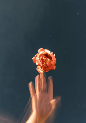 Glitch-oransje rose estetisk