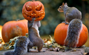 Ekorn som holder et gresskar i en skog, med ett ekorn oppå et gresskar til Halloween — Halloween-GIF Bakgrunner