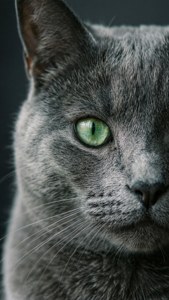 Intense grønne øyne til en grå katt mot en myk mørkegrå bakgrunn. — iPhone 6 Bakgrunner