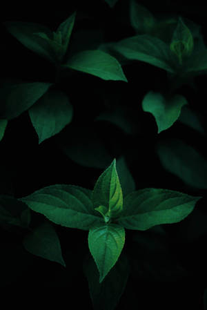 Green Leaves Oled-bakgrunn — OLED Bakgrunner