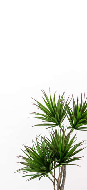 Grønn Plante Estetikk — iPhone 14 Bakgrunner