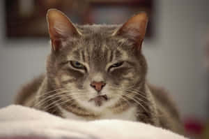 Grumpy Cat-bilder — MacBook Air 13 Bakgrunner
