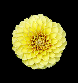 Gul dahlia på svart bakgrunn