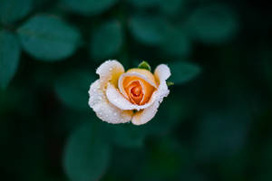 fotografert med grunt dybdeskarphet av oransje rose — Roseblomst Bakgrunner