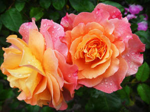 Gul og rosa roseestetikk — Rose Aesthetic Bakgrunner
