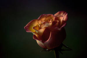 fotografi med grunt dybdeskarphet av rød blomst — Roseblomst Bakgrunner