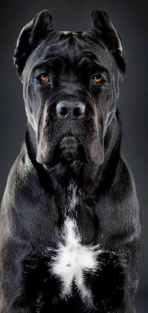 Handsome Cane Corso Dog bakgrunnsbilde — iPhone 17 Pro Max Bakgrunner