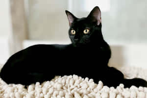 Bilder av svart katt — Cat Noir Bakgrunner