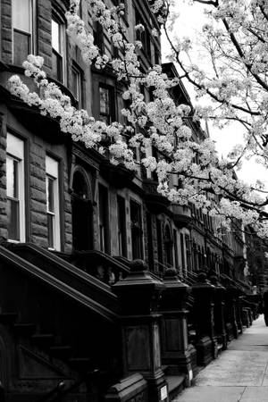Harlem nabolag New York svart og hvitt — Xiaomi Pad 8 Pro Bakgrunner