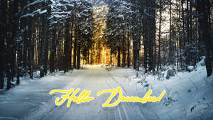 Hei Desember Vinterskog bakgrunn. — Daggry Bakgrunner