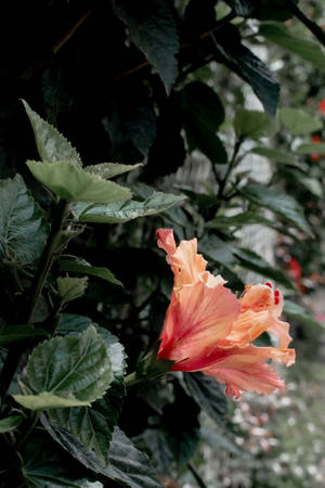 Hibiskusblomstplante Estetisk — Planteestetikk Bakgrunner