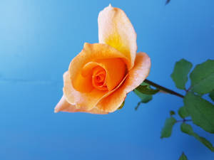 oransje blomst — Roseblomst Bakgrunner