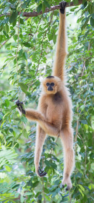 iPhone Xs Max Gibbon Bakgrunn — iPhone 13 Pro Max Bakgrunner
