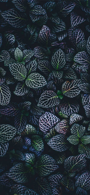 Plante-iphone — Galaxy A18 Bakgrunner