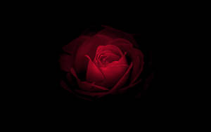 Huawei Mate RS Porsche rose bakgrunnsbilde — Huawei Bakgrunner