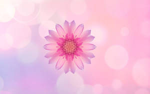 Huawei Pink Flower bakgrunnsbilde — Huawei Bakgrunner