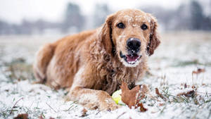Hund som leker om vinteren bakgrunnsbilde — Vinter Bakgrunner