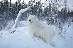 Hvit hund i vinterbakgrunn — Vinter Bakgrunner