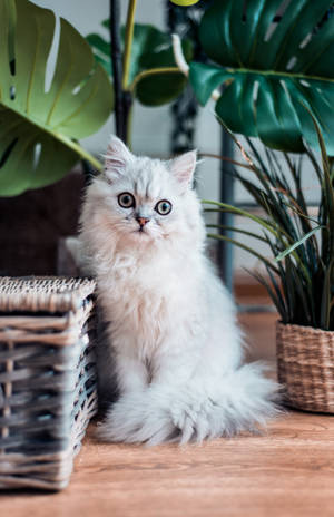Hvit perserkatt PFP — Honor MagicPad 3 Pro 12.3 Bakgrunner