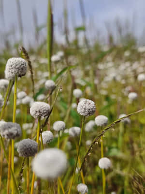 Løvetann, Natur 4k, Blomsterestetikk, Eng, Villblomster, Blomstrende blomster — Kindle Bakgrunner