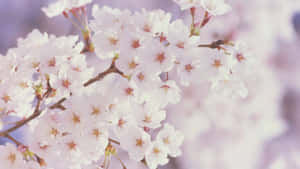 Vårblomst bakgrunn — Kirsebærblomst Bakgrunner
