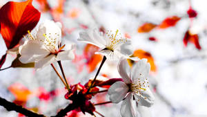 Hvite vårblomster i full blomst bakgrunn