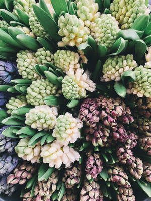 Hyasintblomster på markedet bakgrunnsbilde — 3:4 Bakgrunner
