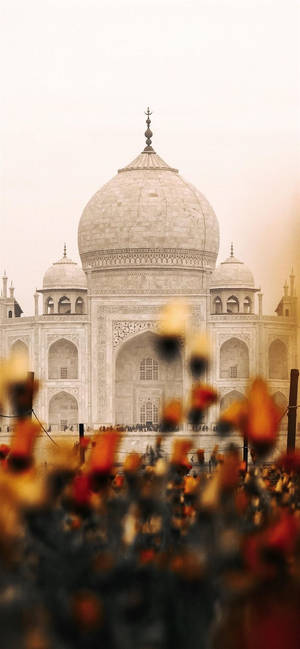 Indisk Estetikk Taj Mahal Blomster — iPhone 12 mini Bakgrunner