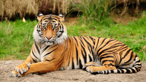 Indisk tiger som sitter på gress — Tiger Bakgrunner