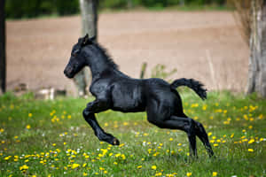 Søt hest bakgrunn — Hest Bakgrunner