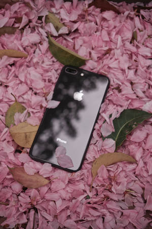 Iphone 8 Blomster — iPhone 8 Bakgrunner