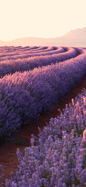 Iphone lavendel estetiske blomsterfelt — Tecno Spark Go 5G Bakgrunner