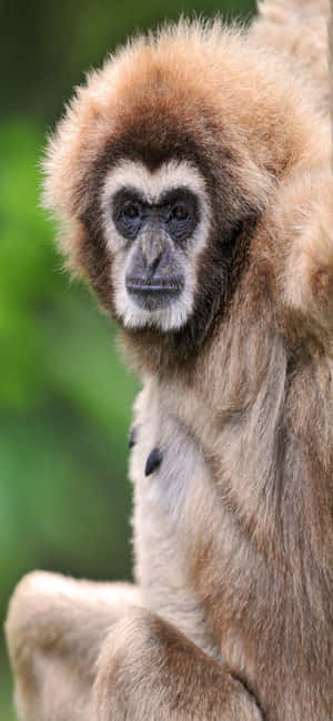 Iphone X Gibbon Bakgrunn — iPhone 11 Bakgrunner
